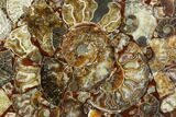 Composite Plate Of Agatized Ammonite Fossils #107333-1